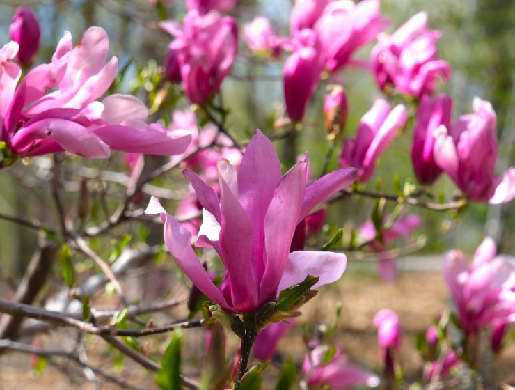 Magnolia 'Ann' 