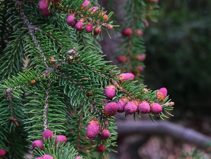Picea abies 'Remontii' 